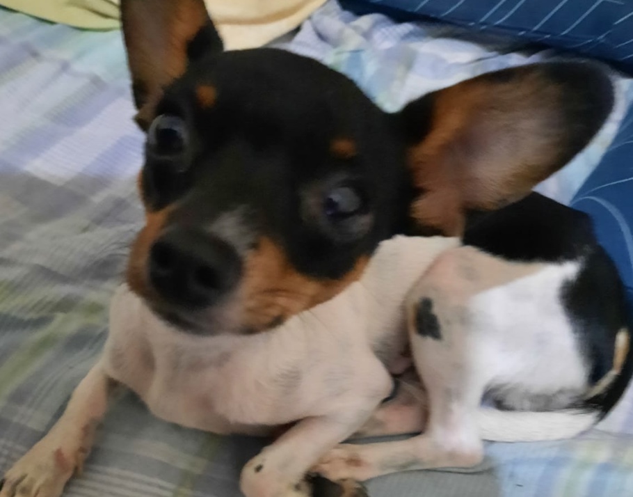 Cão desaparece em Manaus e dona oferece R$ 300 para quem souber sobre seu paradeiro