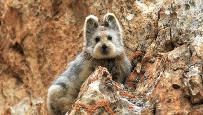 Pika, de apenas 20 cm, está em ameaça de extinção; conheça