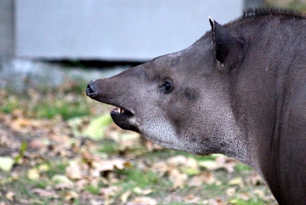 Idosa é jogada em rio e quase tem mão arrancada em ataque de anta