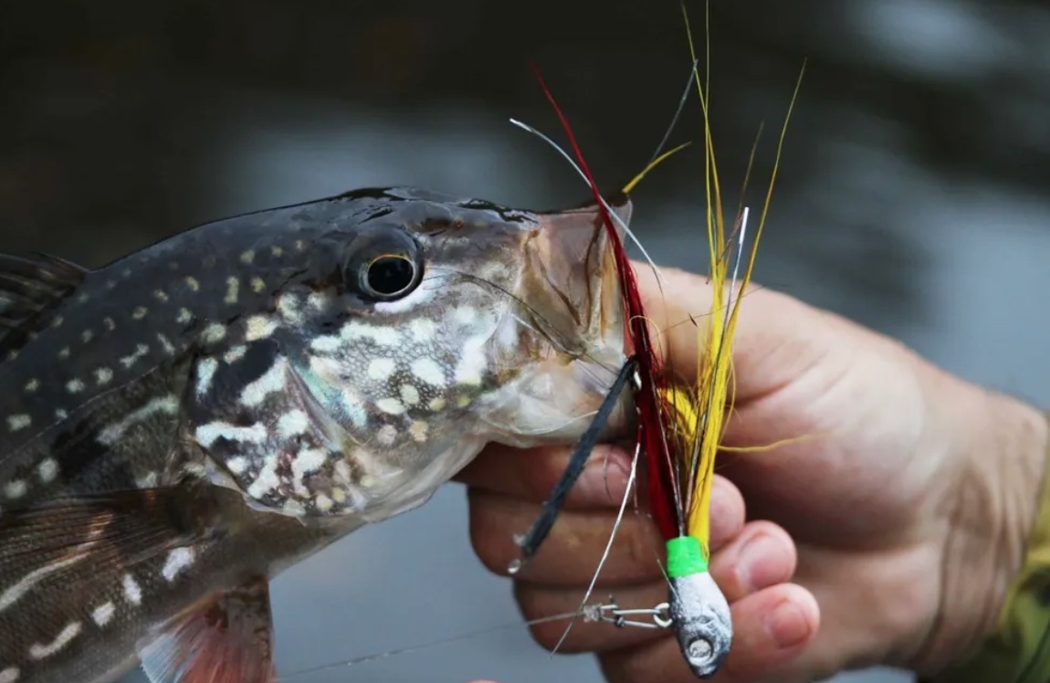 Sancionada lei que proíbe a pesca do Tucunaré em Manaus