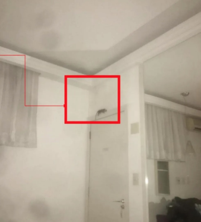 Mulher fica ferida ao ter dedo do pé mordido por rato em motel; vítima será indenizada