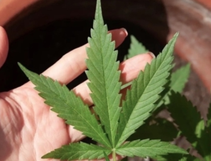 STF define quantidade de drogas para diferenciar usuário de traficante