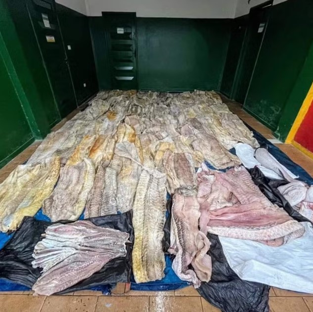 Exército apreende uma tonelada de pesca ilegal e duas mil munições no Amazonas