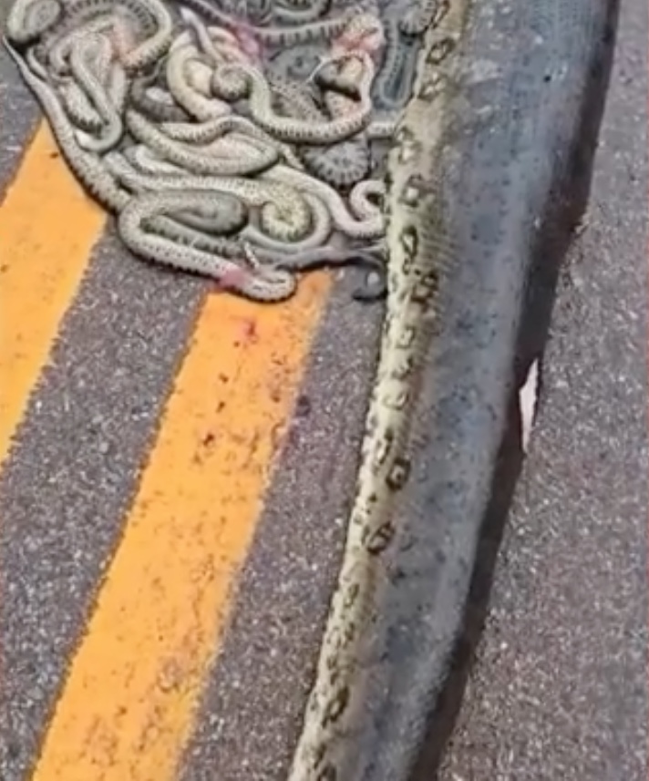 Sucuri atropelada estava grávida de mais de 100 filhotes; animal ficará exposto em museu