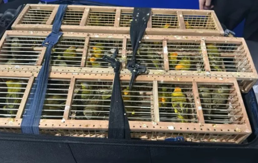 STJ mantém prisão de homem detido no aeroporto de Manaus por tráfico de animais