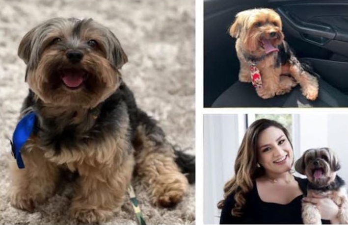 ENCONTRADO - Família oferece recompensa para encontrar yorkshire desaparecido em Manaus