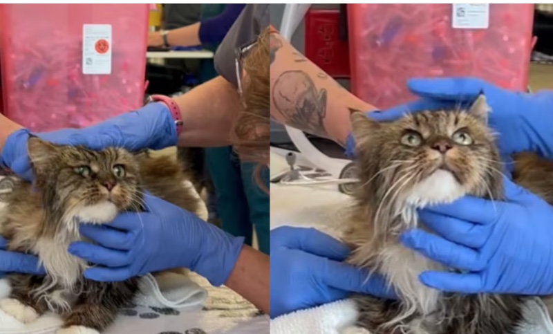 Gata de 12 anos sobrevive após cair de desfiladeiro de 115 metros; donos morreram