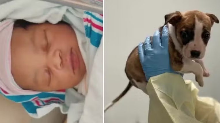 Pitbull é sacrificado por morte de bebê mas necrópsia revela que cão não teve culpa