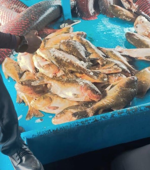 PM apreende mais de duas toneladas de pescado irregular em barco no Amazonas