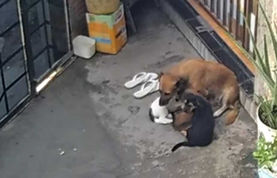 Homem é preso em Manaus suspeito de matar cão por afogamento e torturar filhote