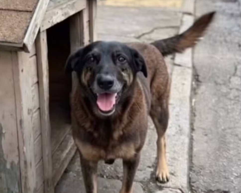 Adolescentes suspeitos de torturar cão Orelha em SC; animal precisou ser sacrificado