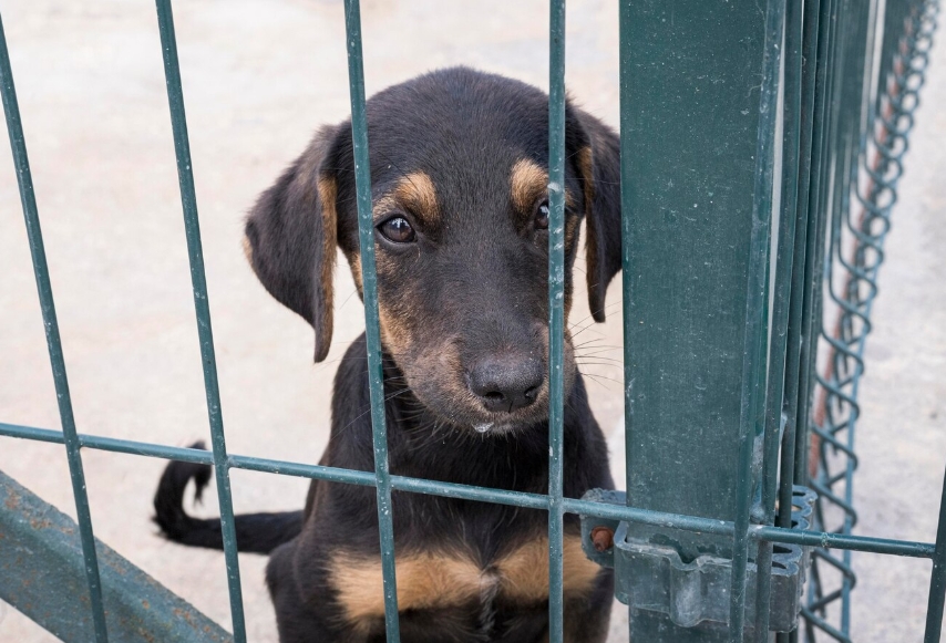 Condenado homem que mantinha cães presos e sem comida em abrigo em Manaus