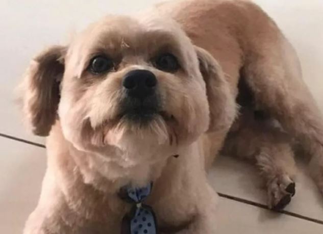 Cachorro morre após funcionário de pet shop esquecer animal dentro de carro