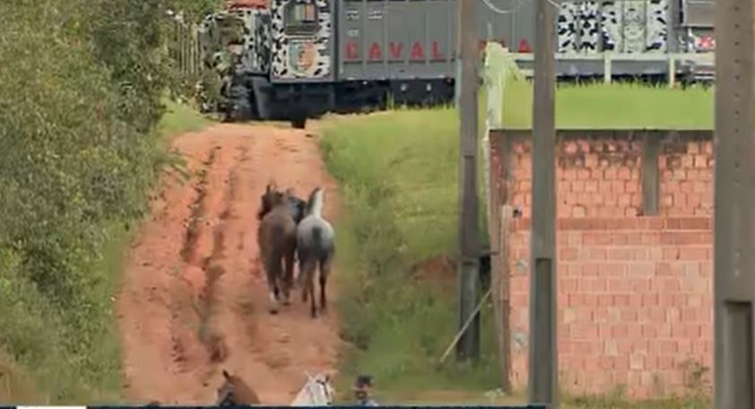 Polícia apreende cavalos e arma em haras de PM preso em operação em Manaus