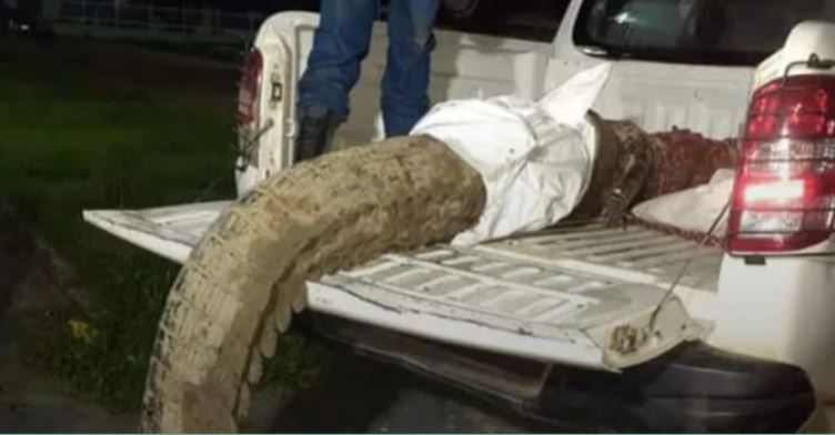 Restos mortais encontrados em jacaré podem ser de empresário no Amazonas