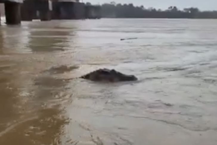 Vídeo: Jacaré gigante assusta passageiros de barco no Rio Madeira