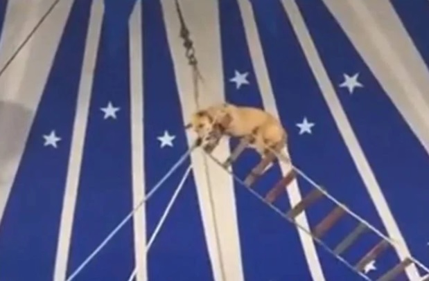 Cachorro é usado em número acrobático em circo e gera revolta; Veja vídeo