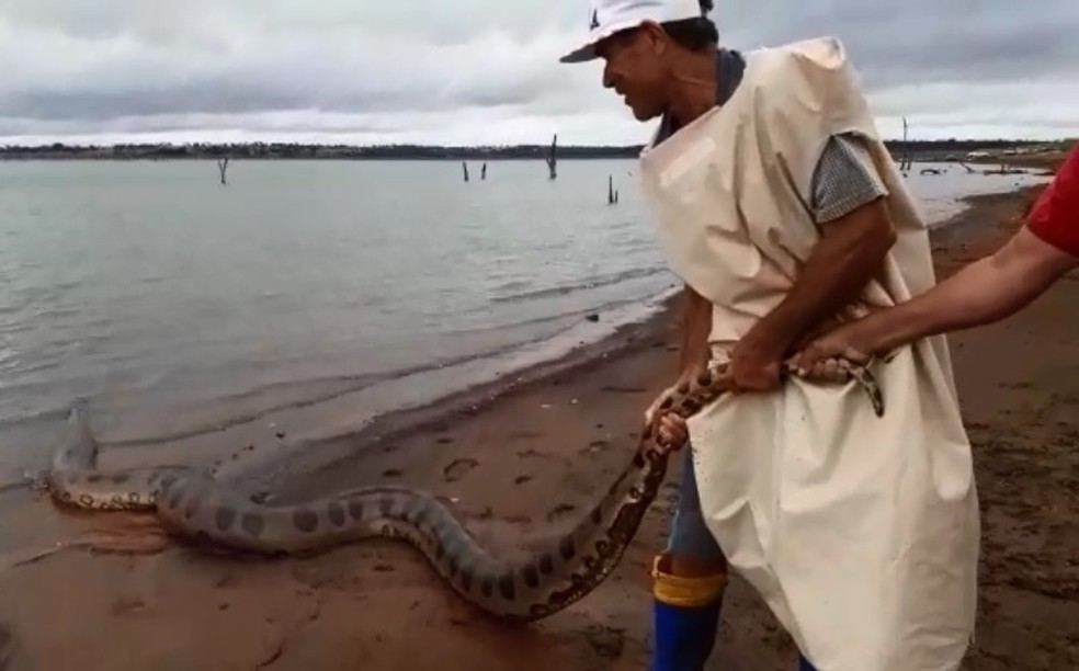 Vídeo mostra sucuri de 5 metros passeando às margens de rio