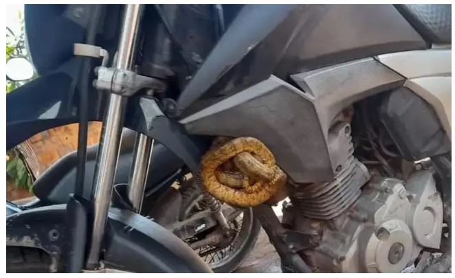 Motociclista 'dá carona' para cobra com veneno mortal por 40 km sem saber