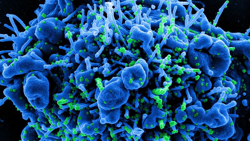 Nova cepa: Cientistas dizem que Brasil está virando celeiro do coronavírus