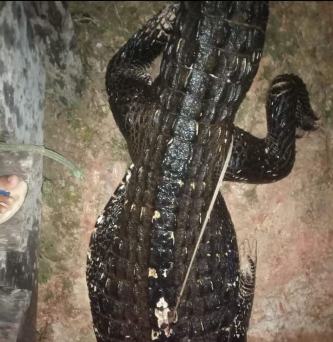 Jovem é atacado por jacaré enquanto tomava banho no rio em Manicoré