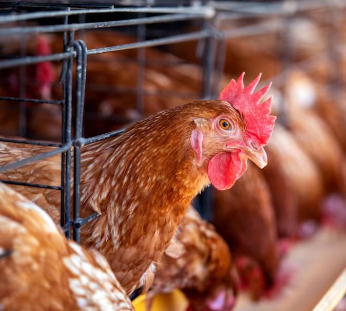 Novos casos de gripe aviária fazem Brasil decretar estado de emergência