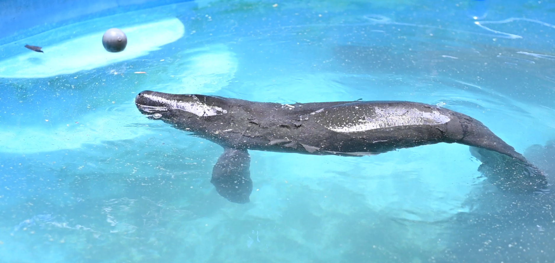 Filhote de peixe-boi resgatado em Urucará é transportado para acolhimento no Inpa