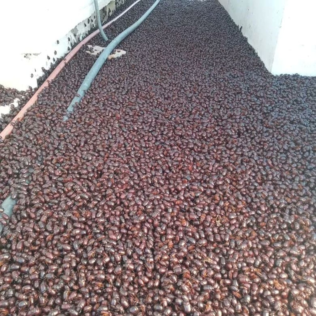 Cidade argentina é invadida por uma nuvem de besouros; vídeo 