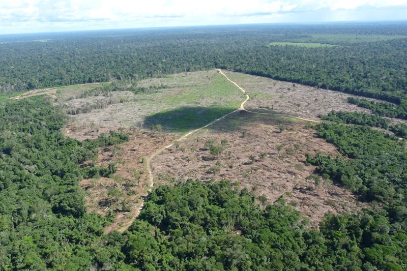 PF investiga grupo suspeito de esquema milionário de desmatamento ilegal no Amazonas