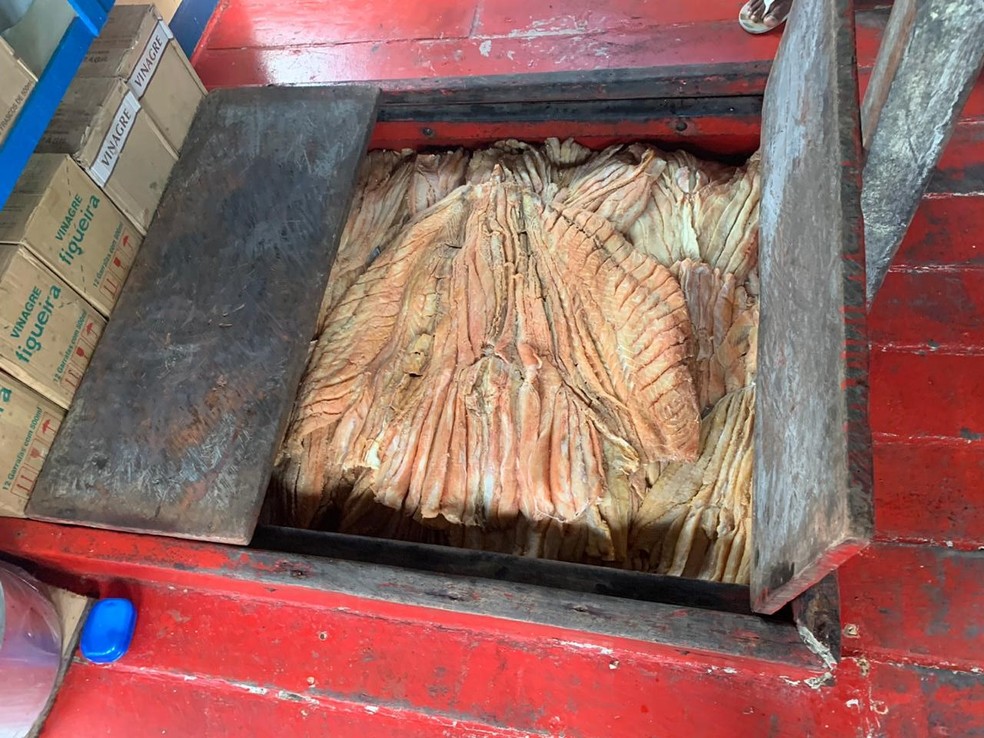 Dez toneladas de pirarucu ilegal são apreendidos no Porto de Manaus