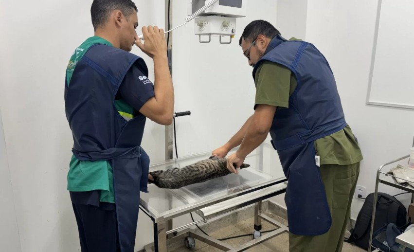 Gata agredida em residencial de Manaus é resgatada e suspeito é identificado