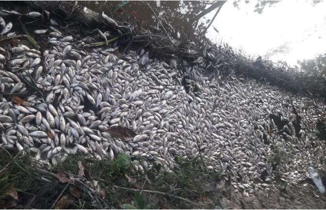 Empresas são multadas em mais de R$ 1 milhão por poluir lago no Puraquequara