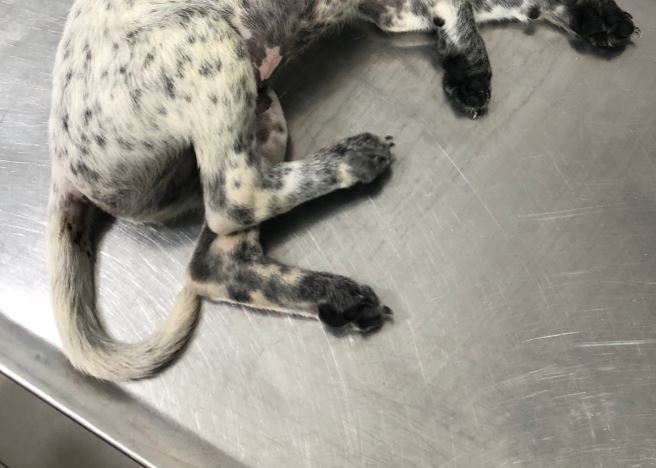 Homem é preso por agredir namorada e quebrar patas do cachorro dela em Manaus