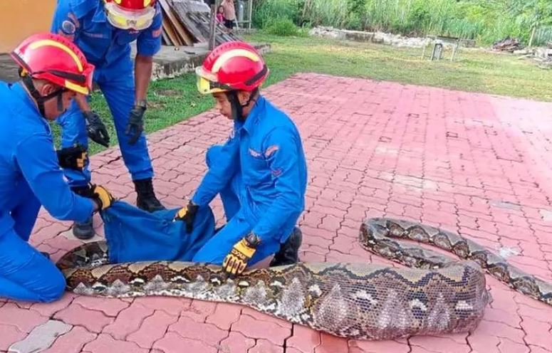 Cobra de 7 metros é encontrada com cabra dentro da barriga