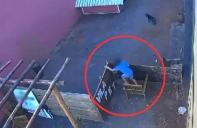 Menino que matou 23 animais diz que essa não foi a primeira vez