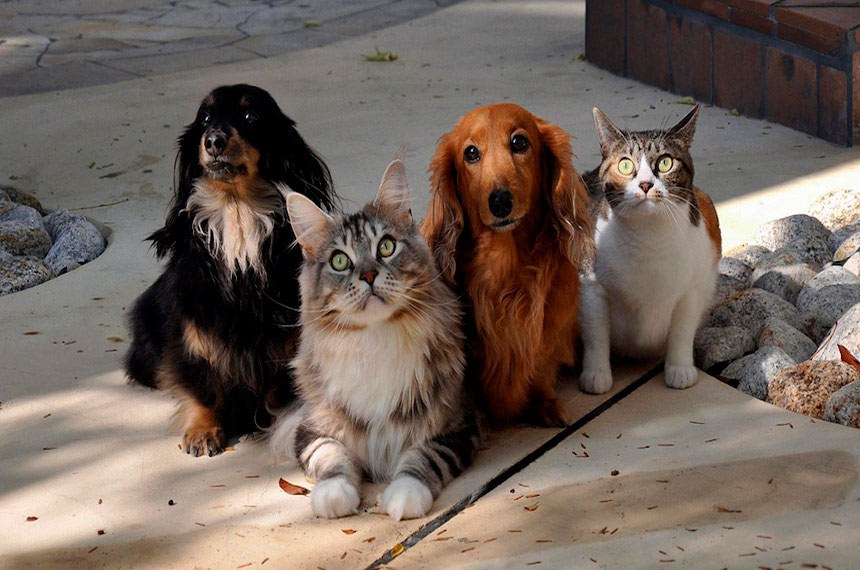 PL regula 'guarda' compartilhada de bichos de estimação em casos de divórcios