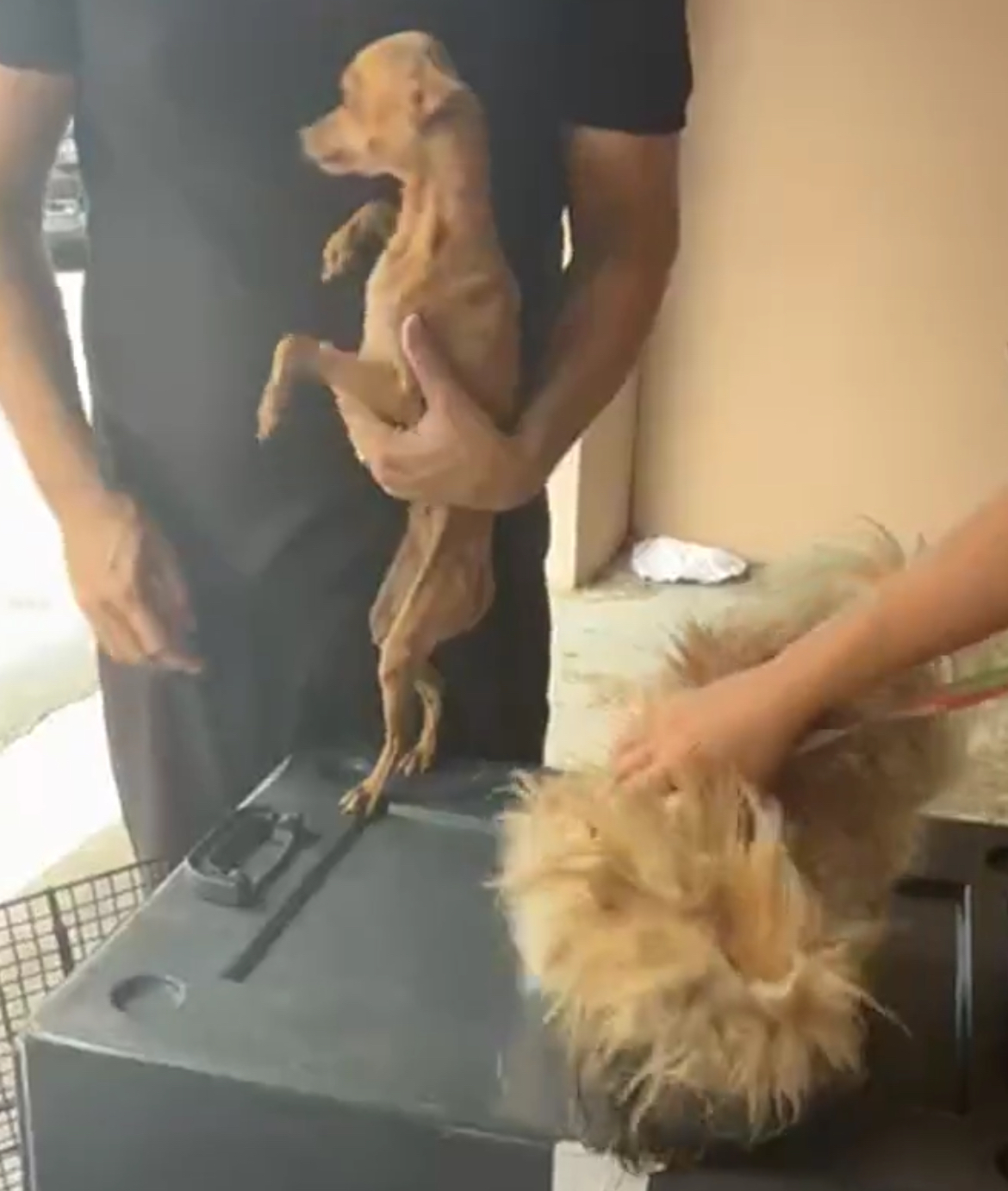 Dois cachorros desnutridos são resgatados após denúncia de maus-tratos no Nova Cidade