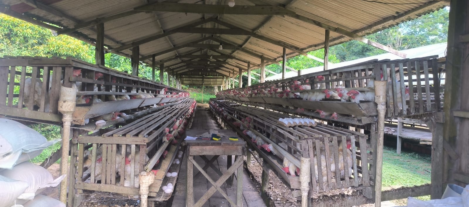 Granjas no Amazonas são notificadas por falta de regularização ambiental