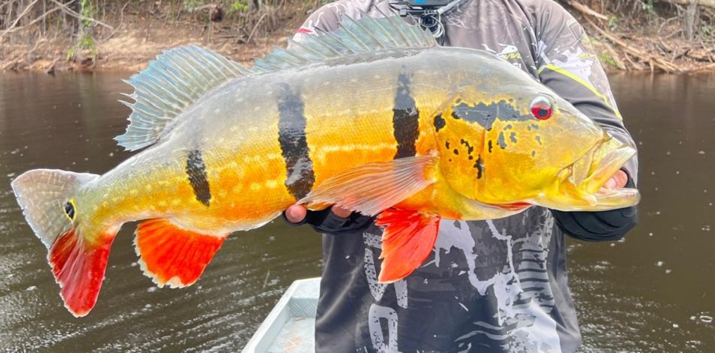 Ipaam alerta empreendedores e pescadores para temporada de pesca esportiva no Amazonas