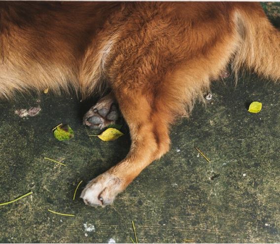 Dona de hotel para animais é flagrada arremessando cães por cima de muro em Manaus