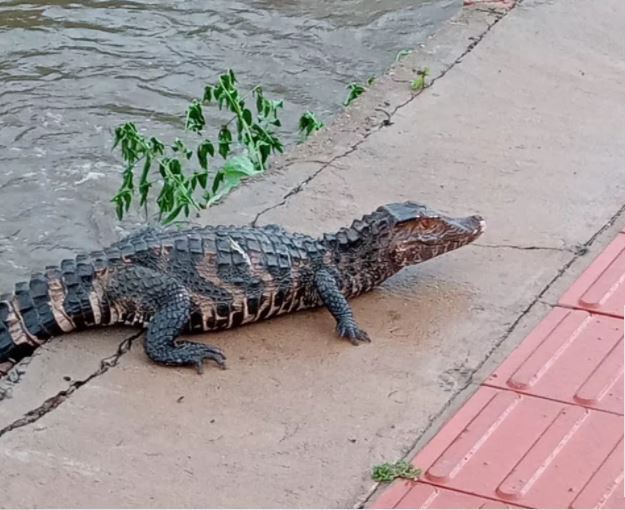 Jacaré é jogado em córrego após escalar barranco para se salvar