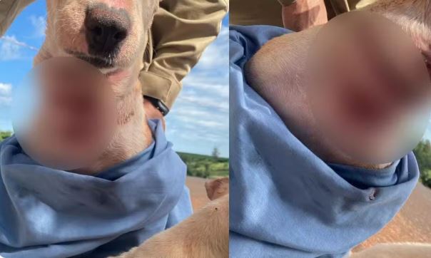 Cadela sofre profundo corte no pescoço após tutor amarrá-la com fio de cobre