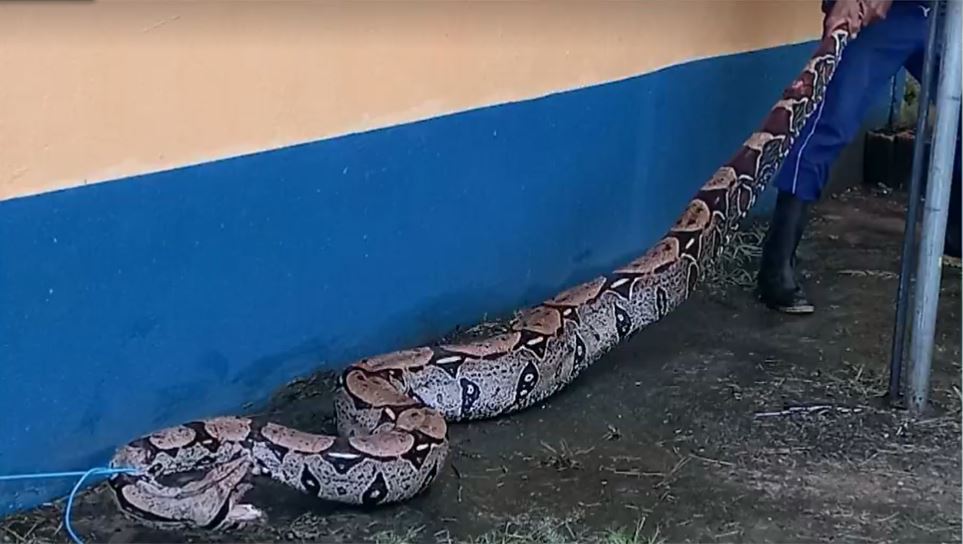 Cobra de 40 Kg é achada perto de aeroporto no Amazonas