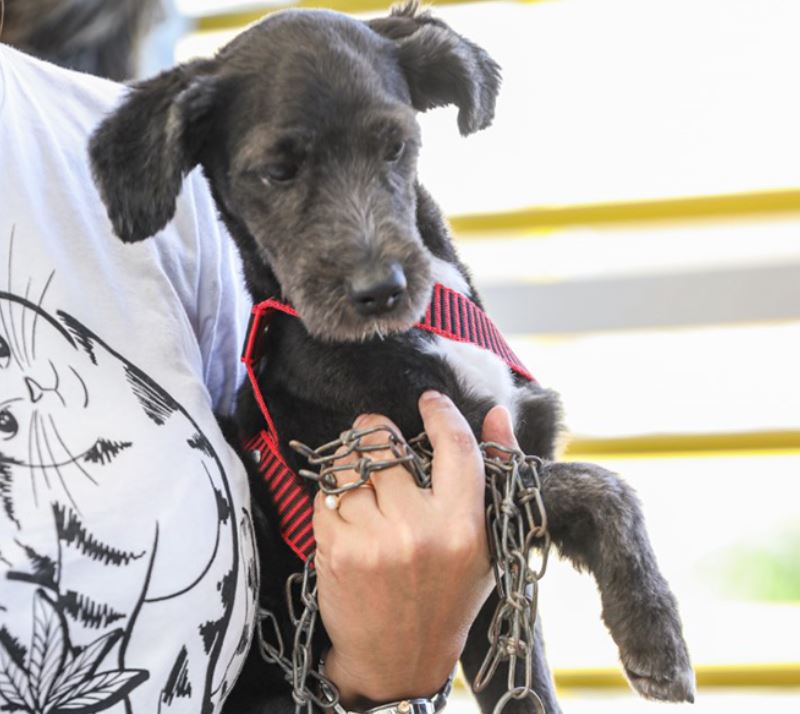 Maus-tratos a animais podem resultar em prisão de 2 a 5 anos, diz polícia