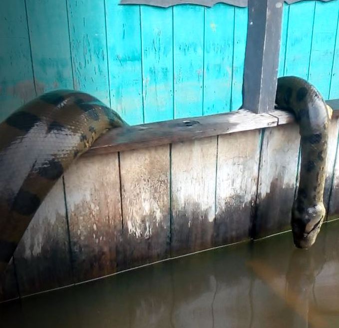 Vídeo impressionante mostra sucuri gigante capturada no Amazonas