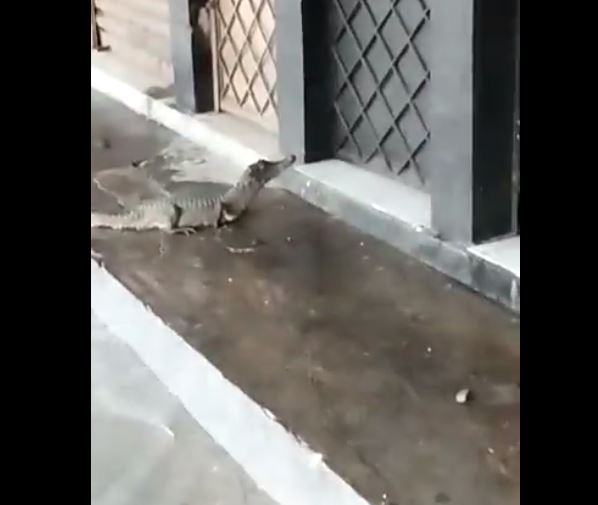 Vídeo: Levado por enxurrada, jacaré assusta moradores ao surgir em frente de loja em Manaus