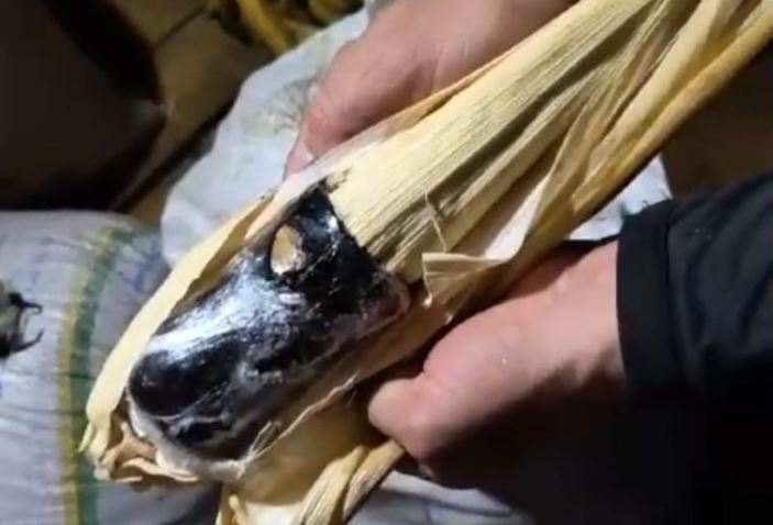 Mulher é presa transportando 15 quilos de droga em formato de espiga no Amazonas
