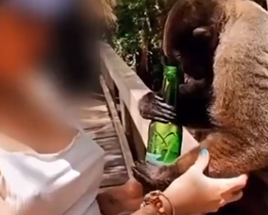 Influencer de Curitiba é denunciada por dar cerveja para macaco em Manaus