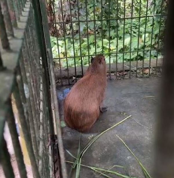 Sob clima de tensão, manifestantes pedem liberação da capivara Filó na frente do Ibama em Manaus 