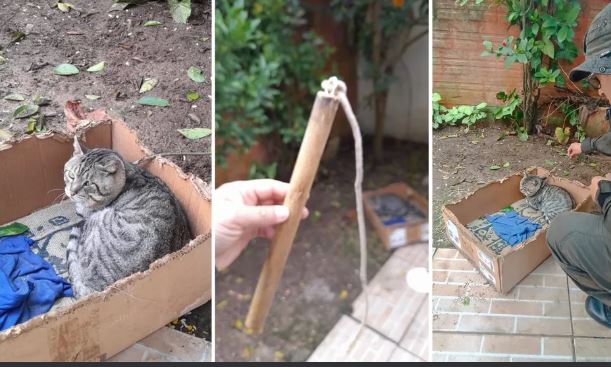 Mulher é presa por amarrar gatos e chicoteá-los